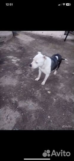 Щенки питбуля бронь
