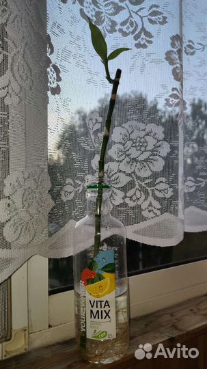 Счастливый бамбук