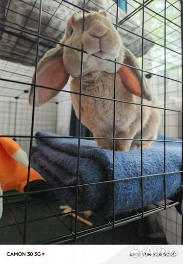 Декоративные кролики