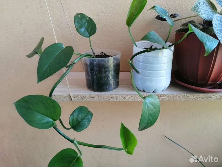 Сциндапсус