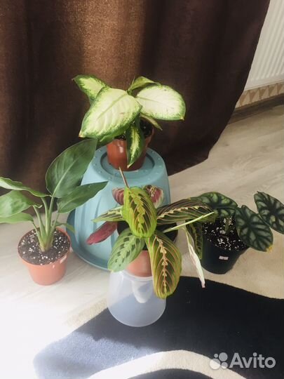 Продам комнатные цветы