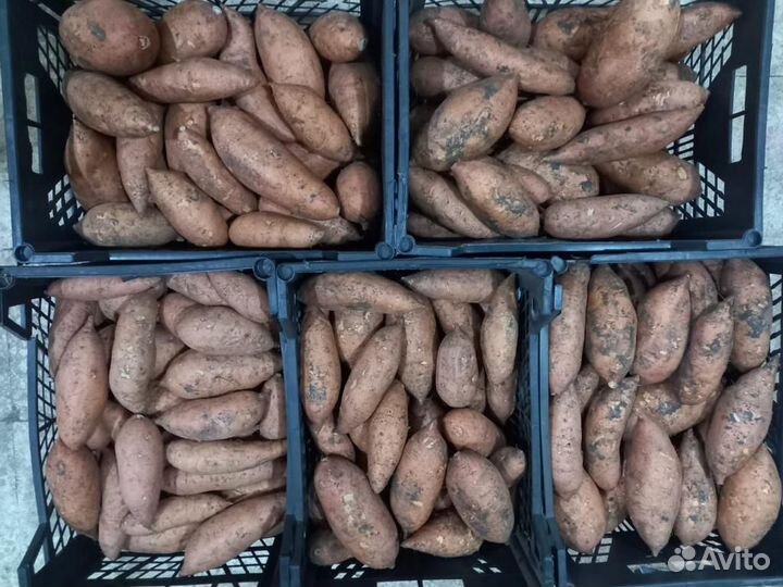 Батат белый