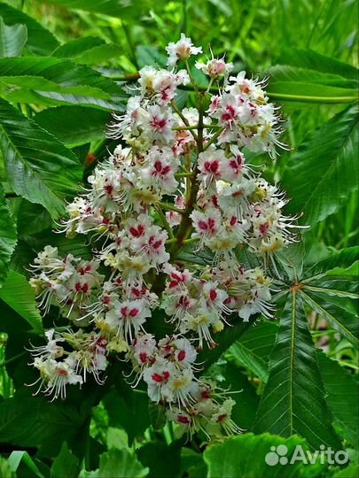 Саженцы Каштана