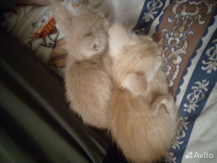 Кошки в добрые руки бесплатно