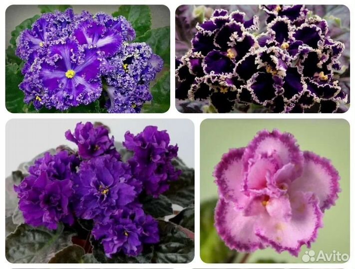 Фиалки.Белопероне.Адениум 3г