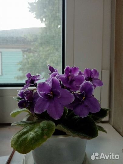 Комнатные цветы