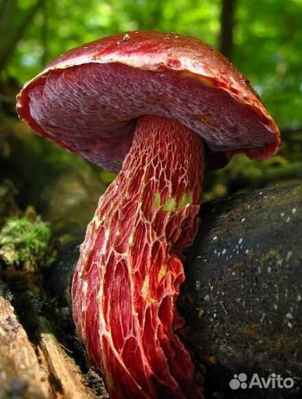 Путик (Lactarius rufus) фото и описание