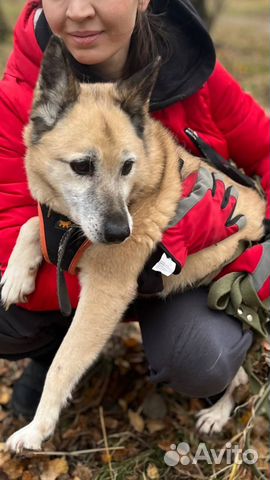 Собака в добрые руки