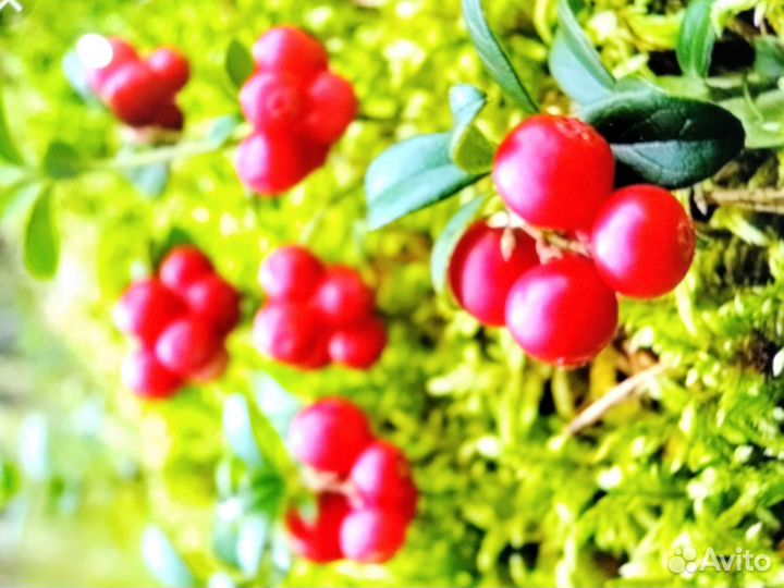 Ягоды брусника клюква