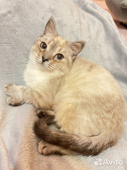 Котенок кайфожор в добрые руки