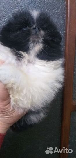 Щенки шпица