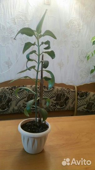 Алоэ вера(домашний доктор)