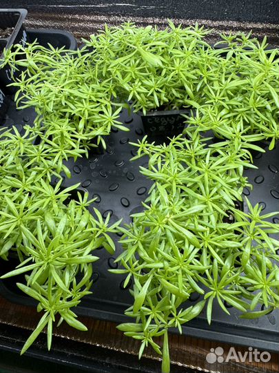 Растение седум