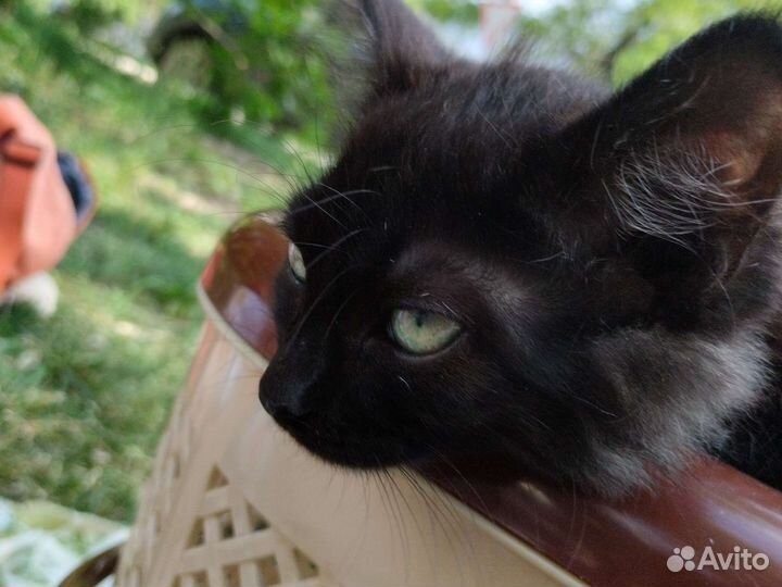 Кошка девочка питерская маскарадная питерская