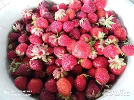 Саженцы клубники Обмен. Рубиновый кулон и др