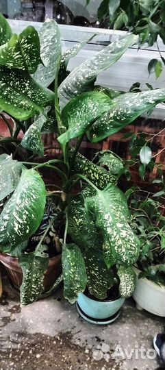 Диффенбахия