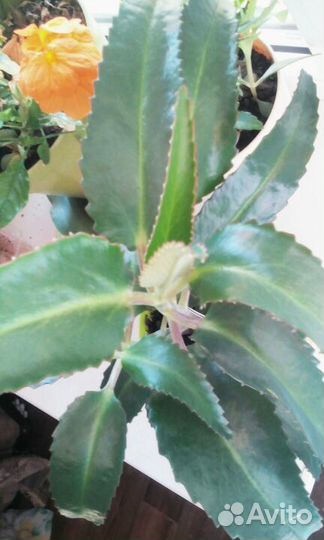 Лечит дыхательную систему. Каланхоэ