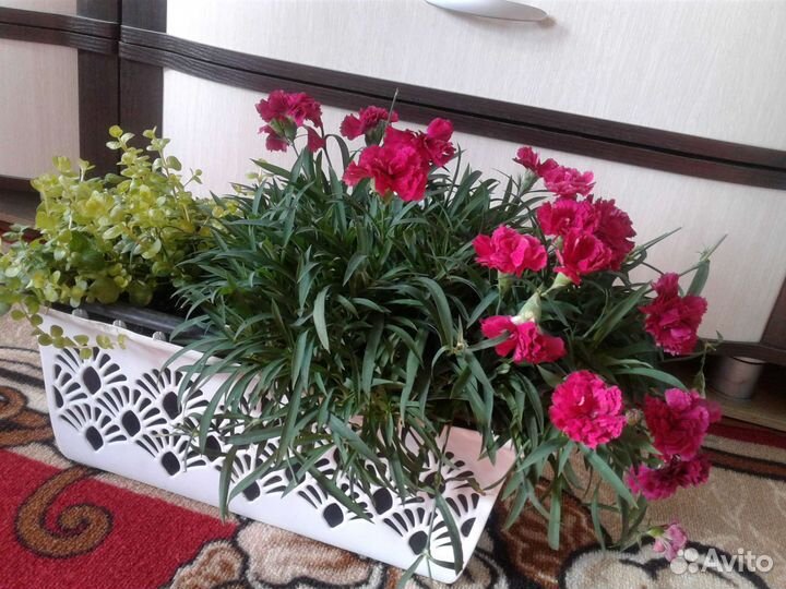 Рассада цветов вербена, петунья и др