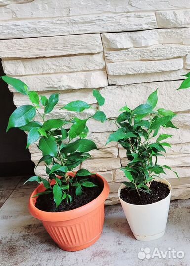 Фикус бенджамина мелколистный