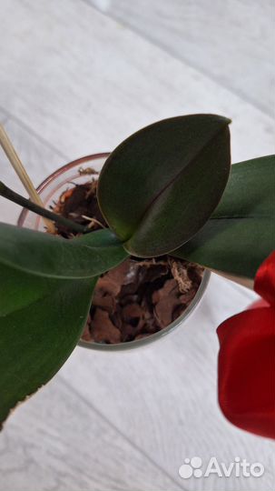 Фаленопсис Хельсинки