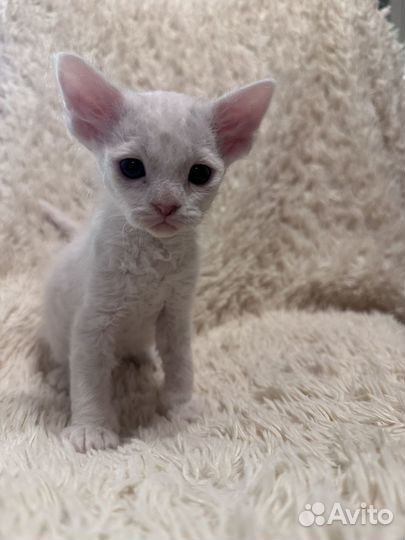 Британские котята