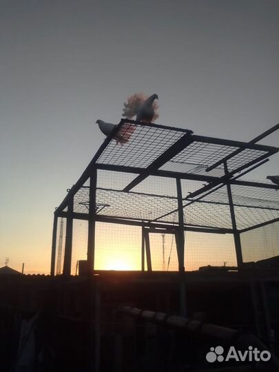 Продажа голубей