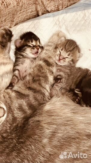 Кошки в добрые руки бесплатно