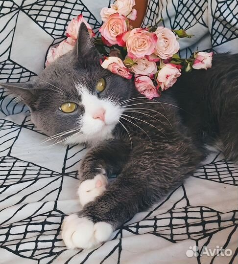 Кастрированный кот с паспортом