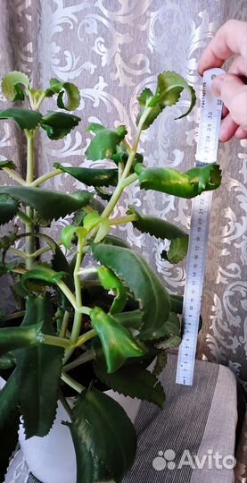 Каланхоэ дегремона