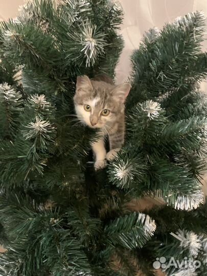 Котик в добрые руки