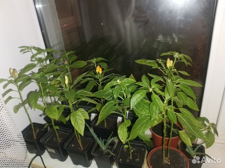 Рассада перец острый огонек, алоэ растение