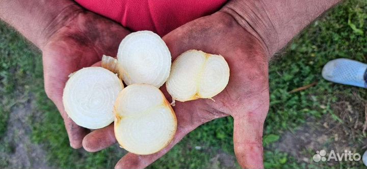 Лук выборка