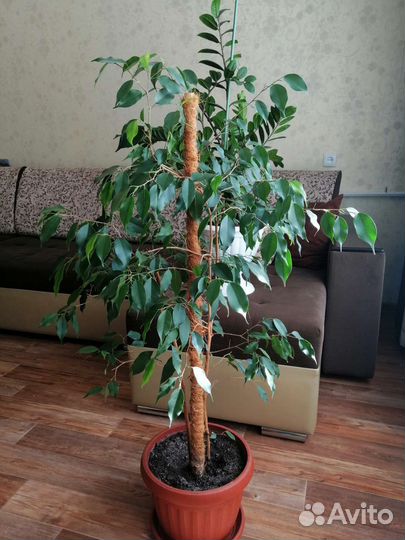 Фикус бенджамина большой