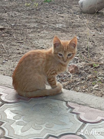 Котята в добрые руки мальчики