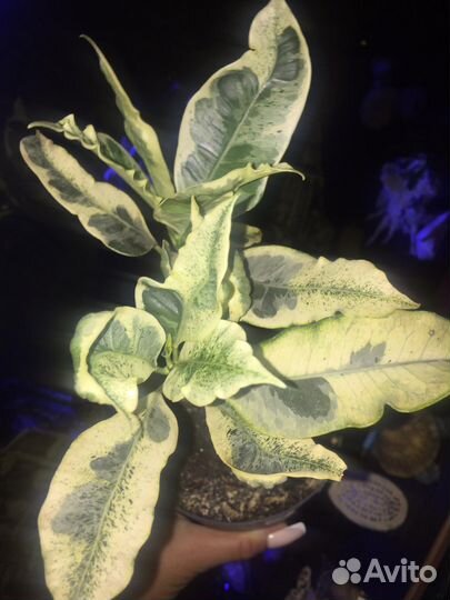 Кротон тамара