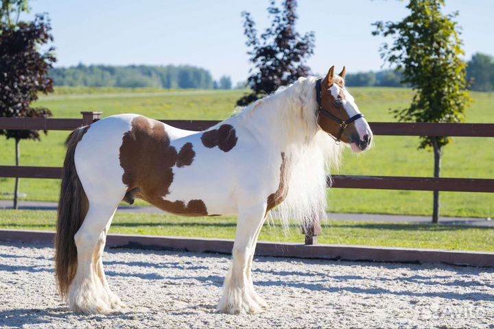 Тинкер,жеребец