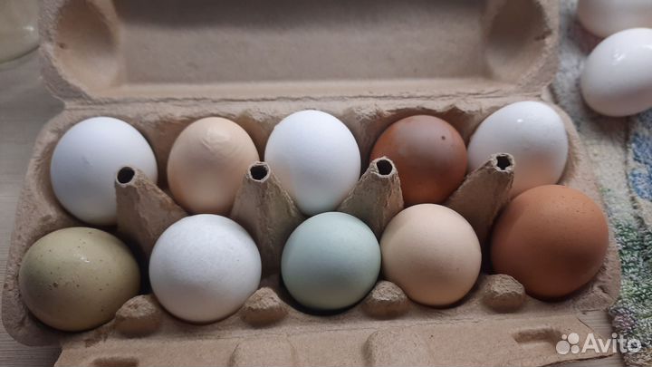 Петух с домашнего хозяйства