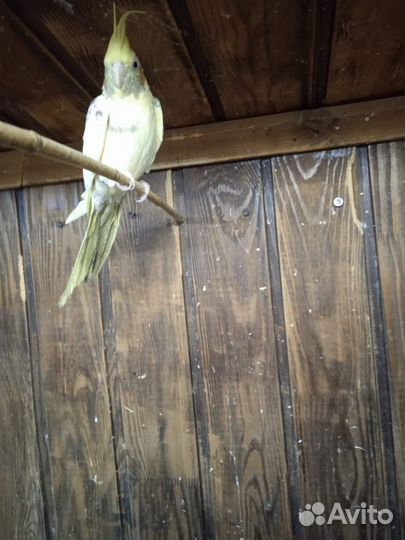 Волнистый попугай