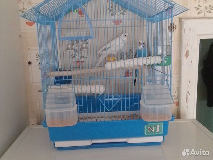 Волнистый попугай с клеткой