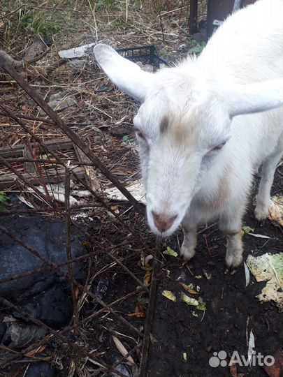 Молодой козлик