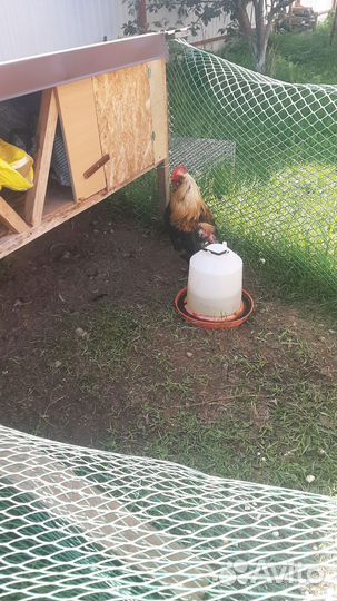 Породистый петух, молодой