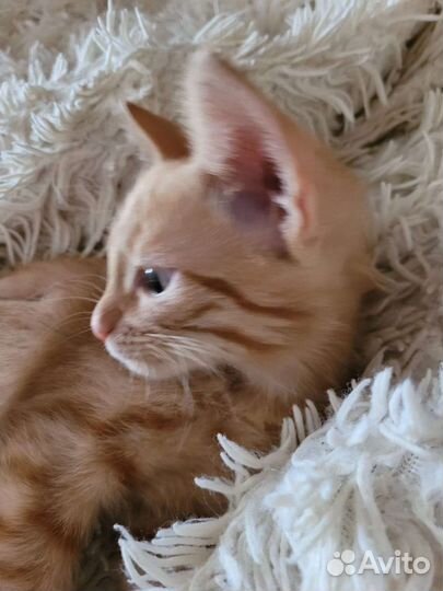 Рыжая красота в добрые руки