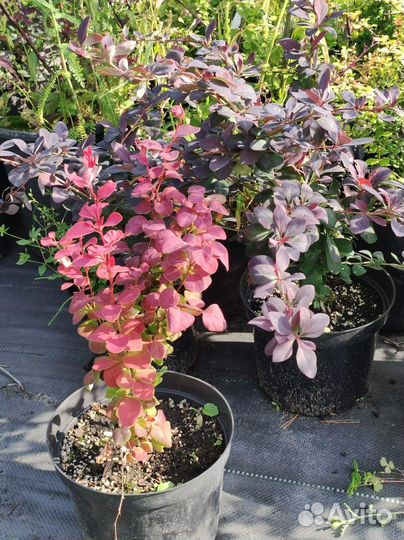 Декоративные кустарники