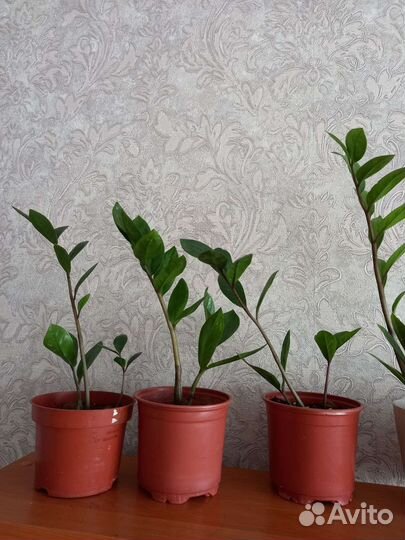 Замиокулькас