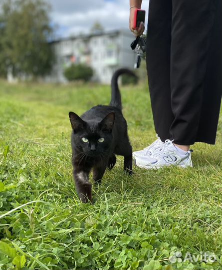 Кошка в добрые руки бесплатно