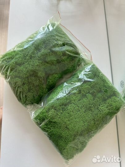 Стабилизированный мох ягель