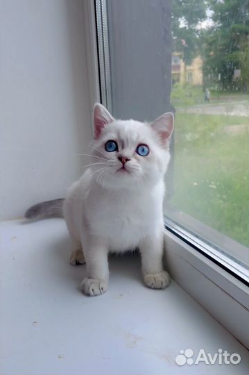 Британские котята короткошерстные