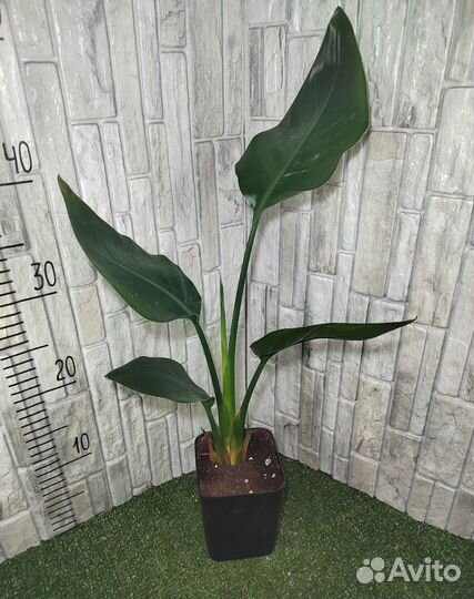 Стерлиция Регина