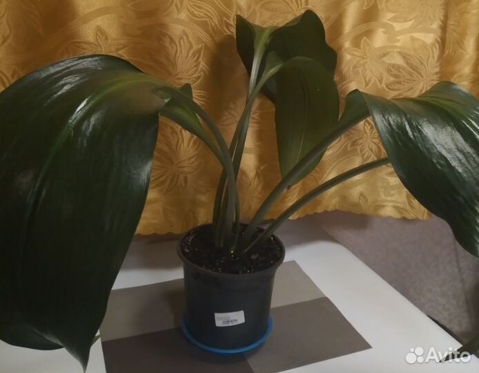 Комнатные растения Севастополя