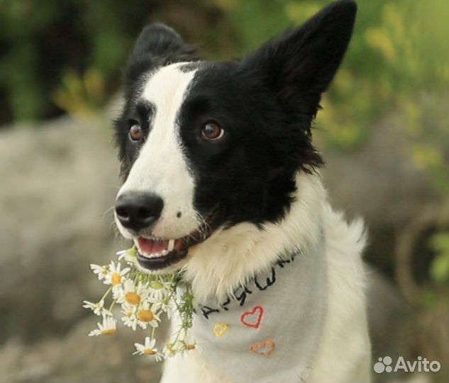 Щенок почти бордер-колли в добрые руки